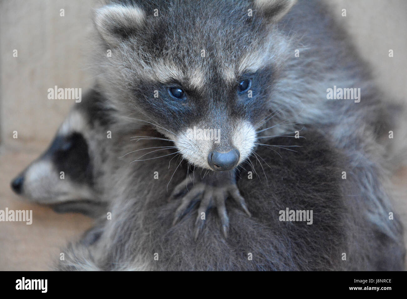 Smallest Racoon A small racoon - baby holds the paw on another racoon baby Stock Photo ...
