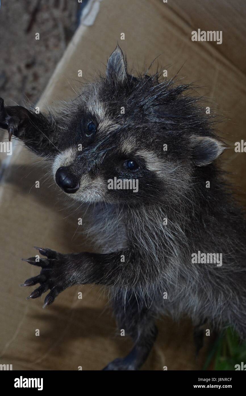 Smallest Racoon A small racoon - baby tries from cardboard climb Stock Photo - Alamy