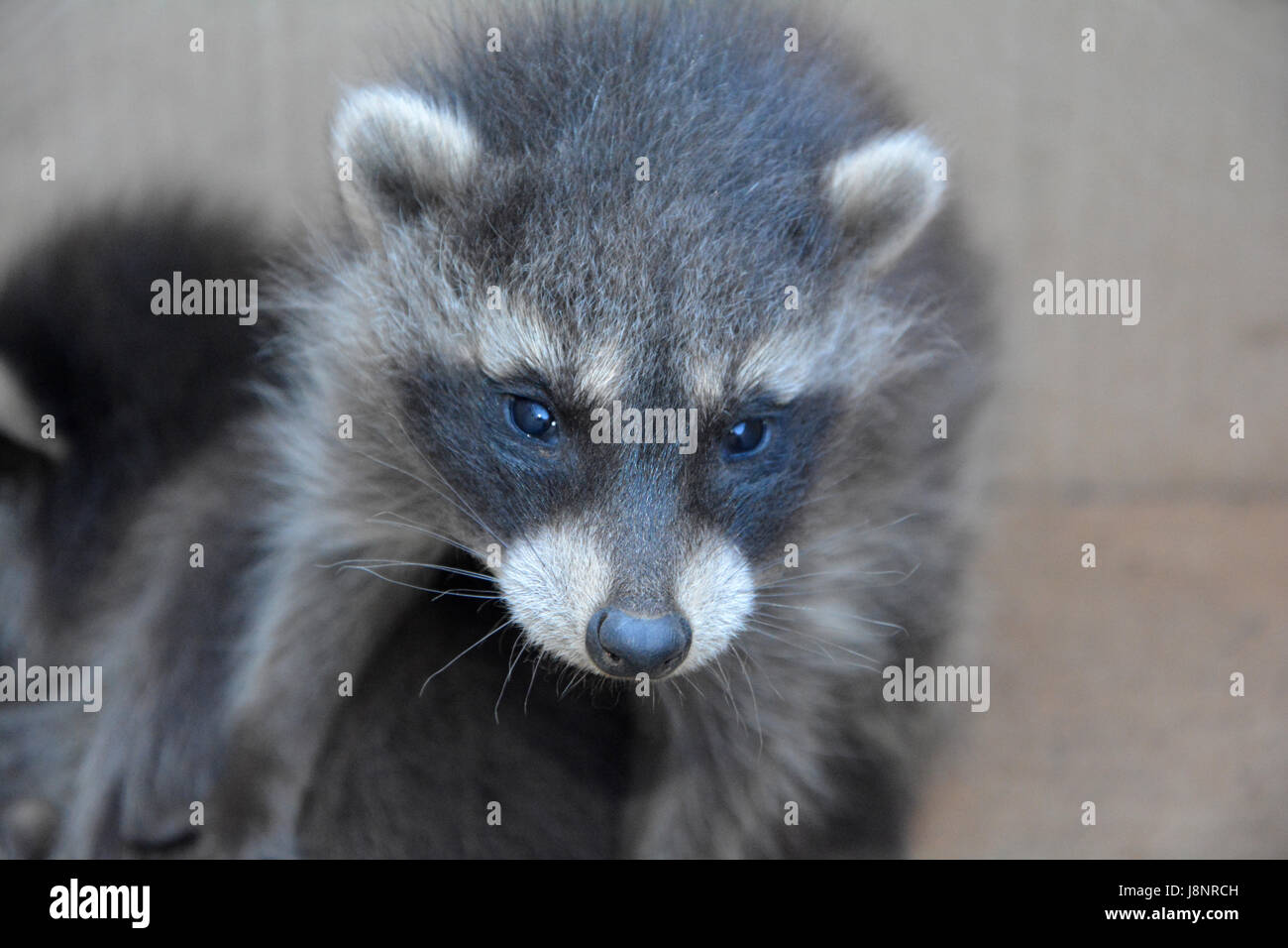 A small racoon - baby holds the paw on another racoon baby Stock Photo