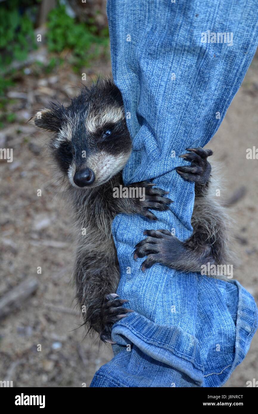 A sweet racoon - baby hangs on jeans Stock Photo