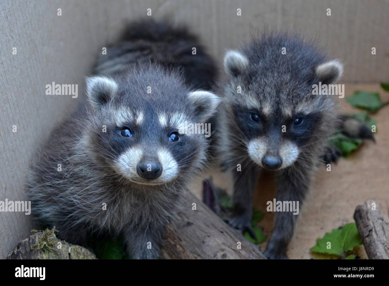 Two small racoons look forwards Stock Photo