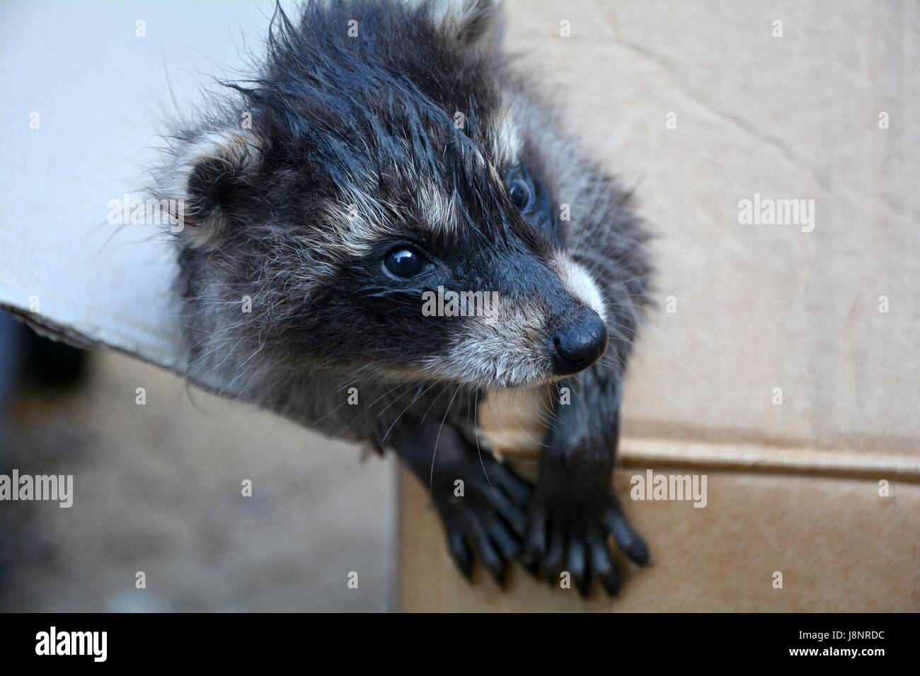 Smallest Racoon A small racoon - baby looks from a cardboard Stock Photo - Alamy