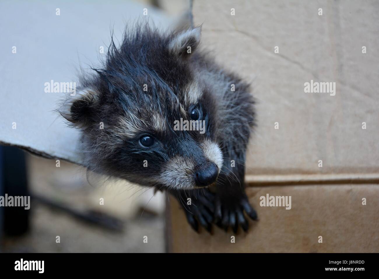 Smallest Racoon A small racoon - baby looks from a cardboard Stock Photo - Alamy