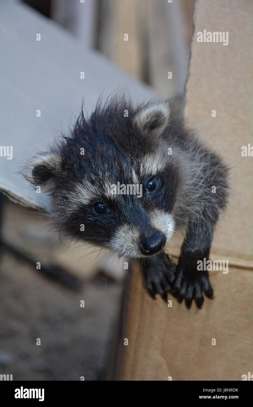 Smallest Racoon A small racoon - baby looks from a cardboard Stock Photo - Alamy