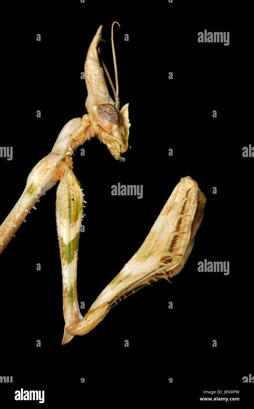 isolated, animal, insect, antenna, antennae, nature, close, legs, macro