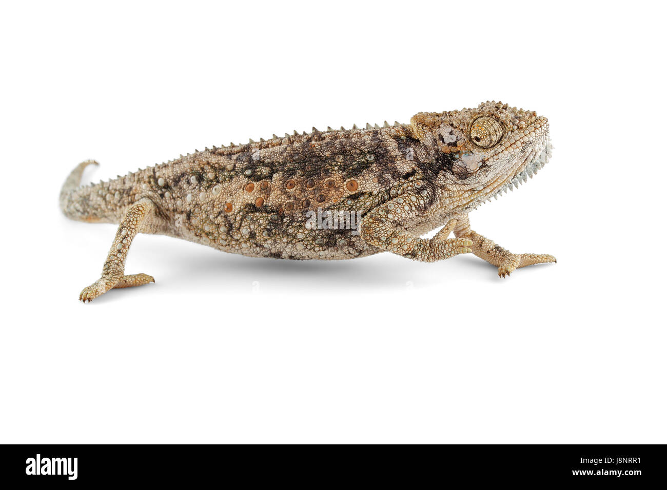 isolated-reptile-africa-african-chameleon-white-nature-isolated