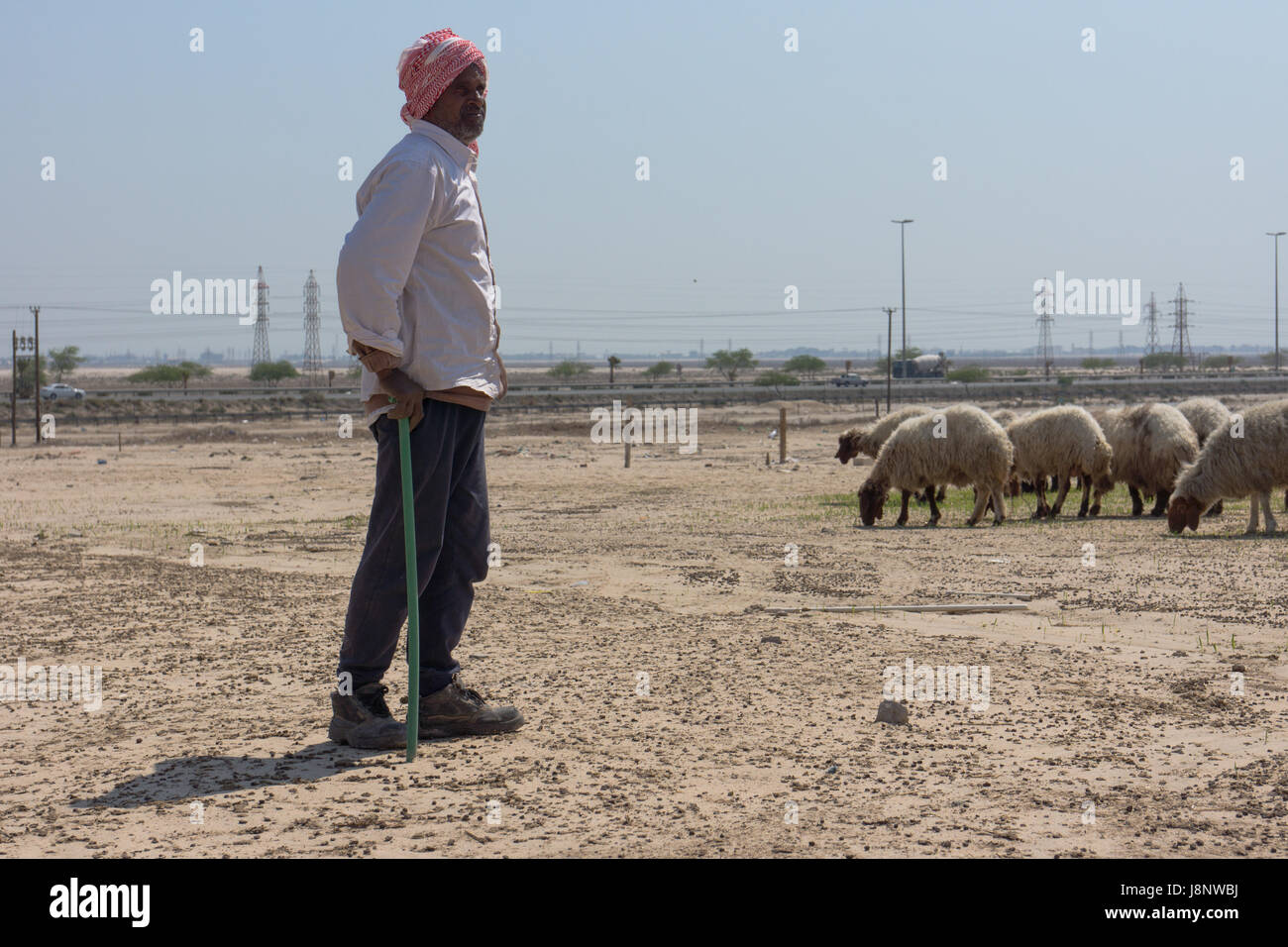 Migrant worker working as a shepherd in Kuwait watching sheep near a motorway. Stock Photo