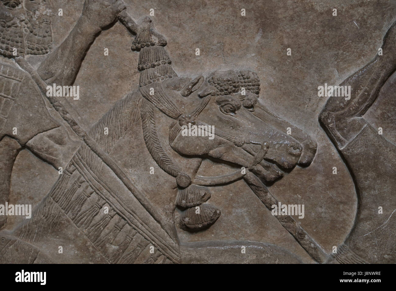 Battle scene.  Detail. Horse. Assyrian, 728 BC. Nimrud, Central Palace. Iraq. Assyria army. Cavalrymen. British Museum. London. Stock Photo
