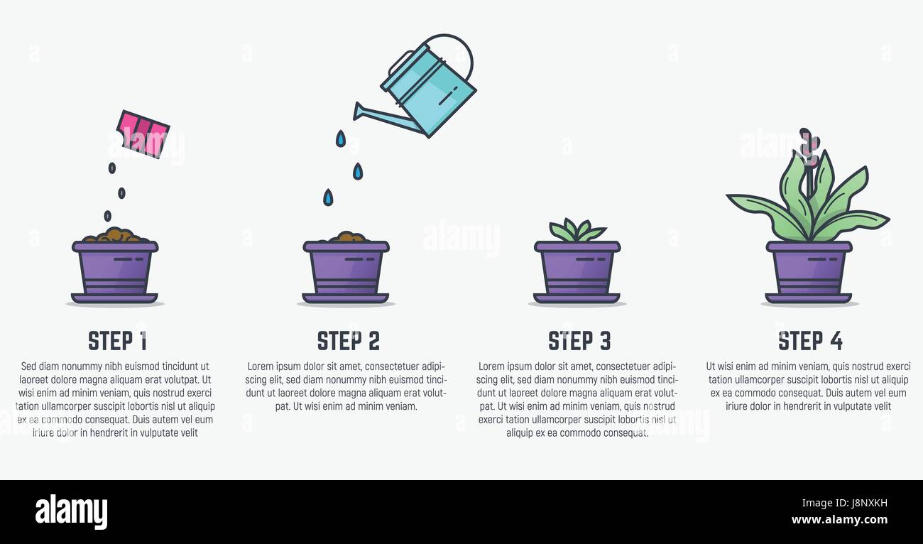 Growing stages of plant Stock Vector