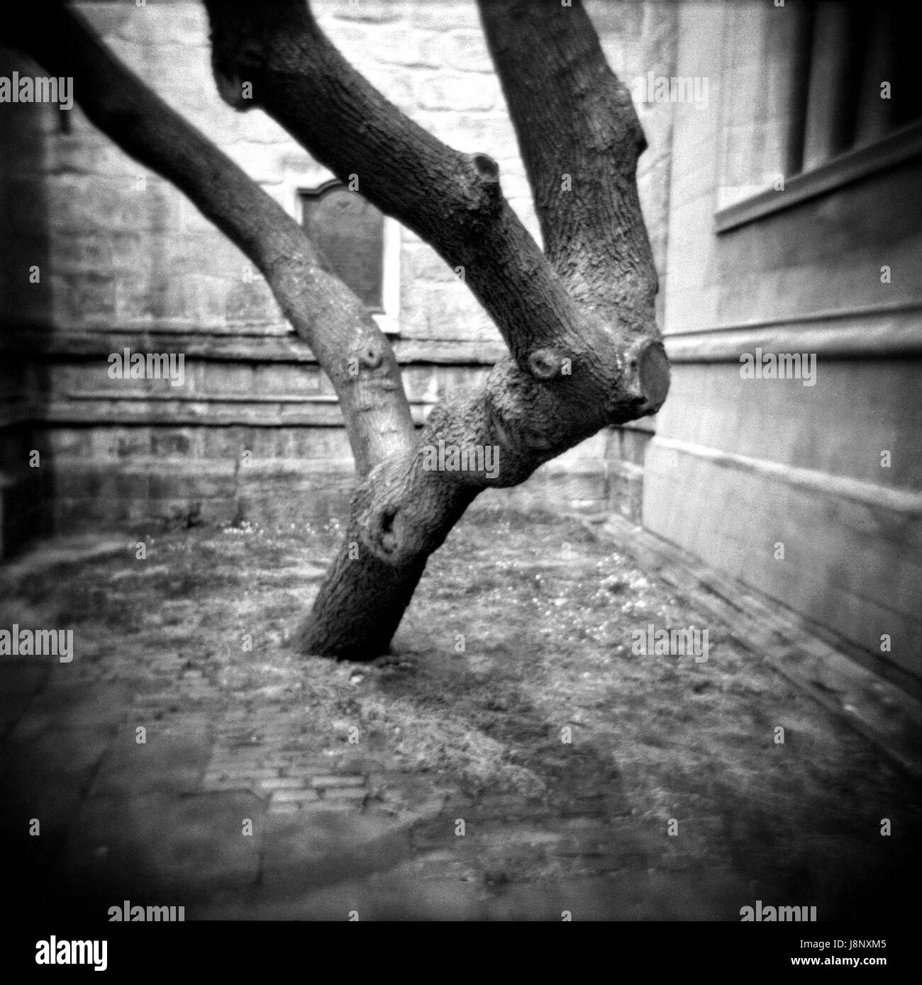 Medium format film photo of a tree trunk, shot taken with plastic lens camera Stock Photo