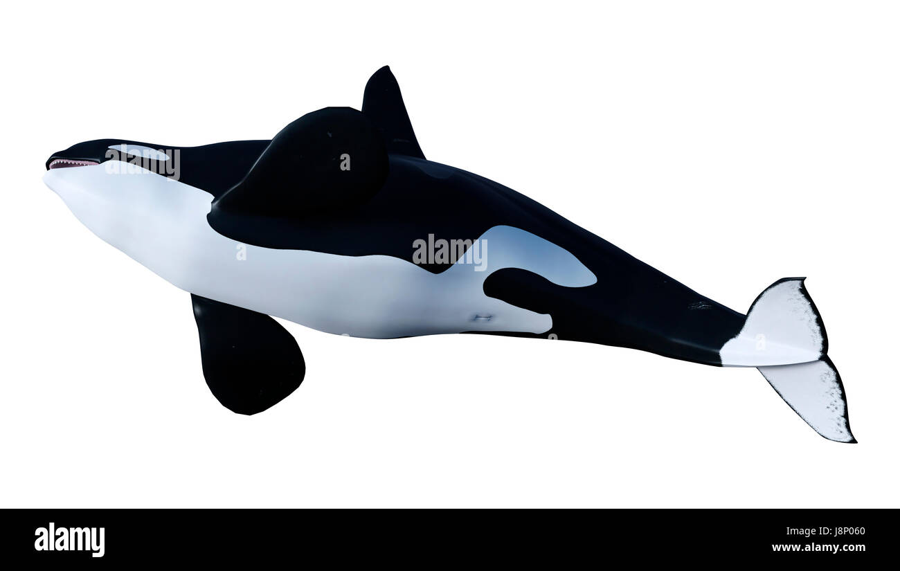 3D rendering of a killer whale or orca or Orcinus orca isolated on ...