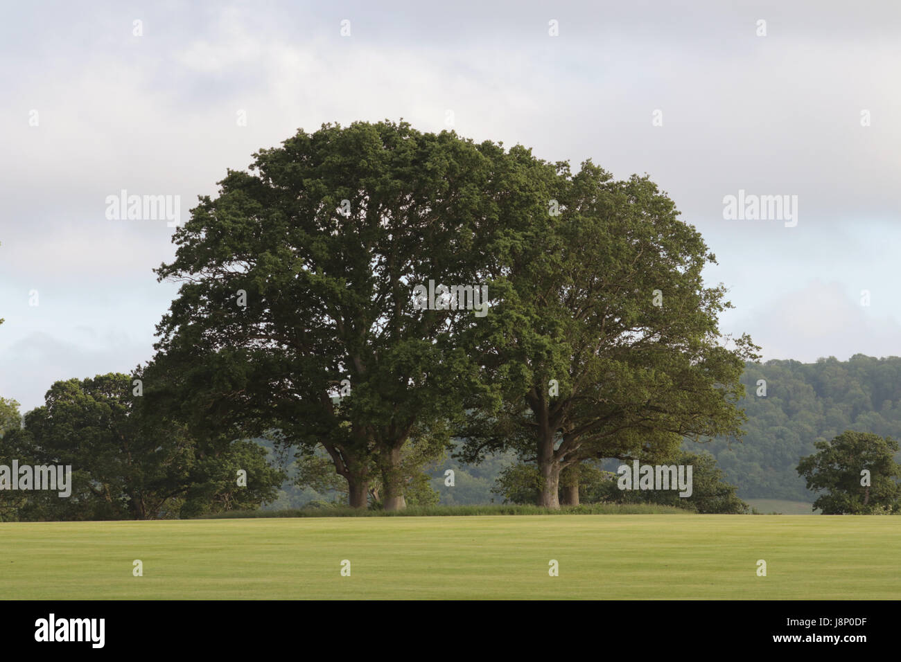 Mature oak trees Stock Photo Alamy