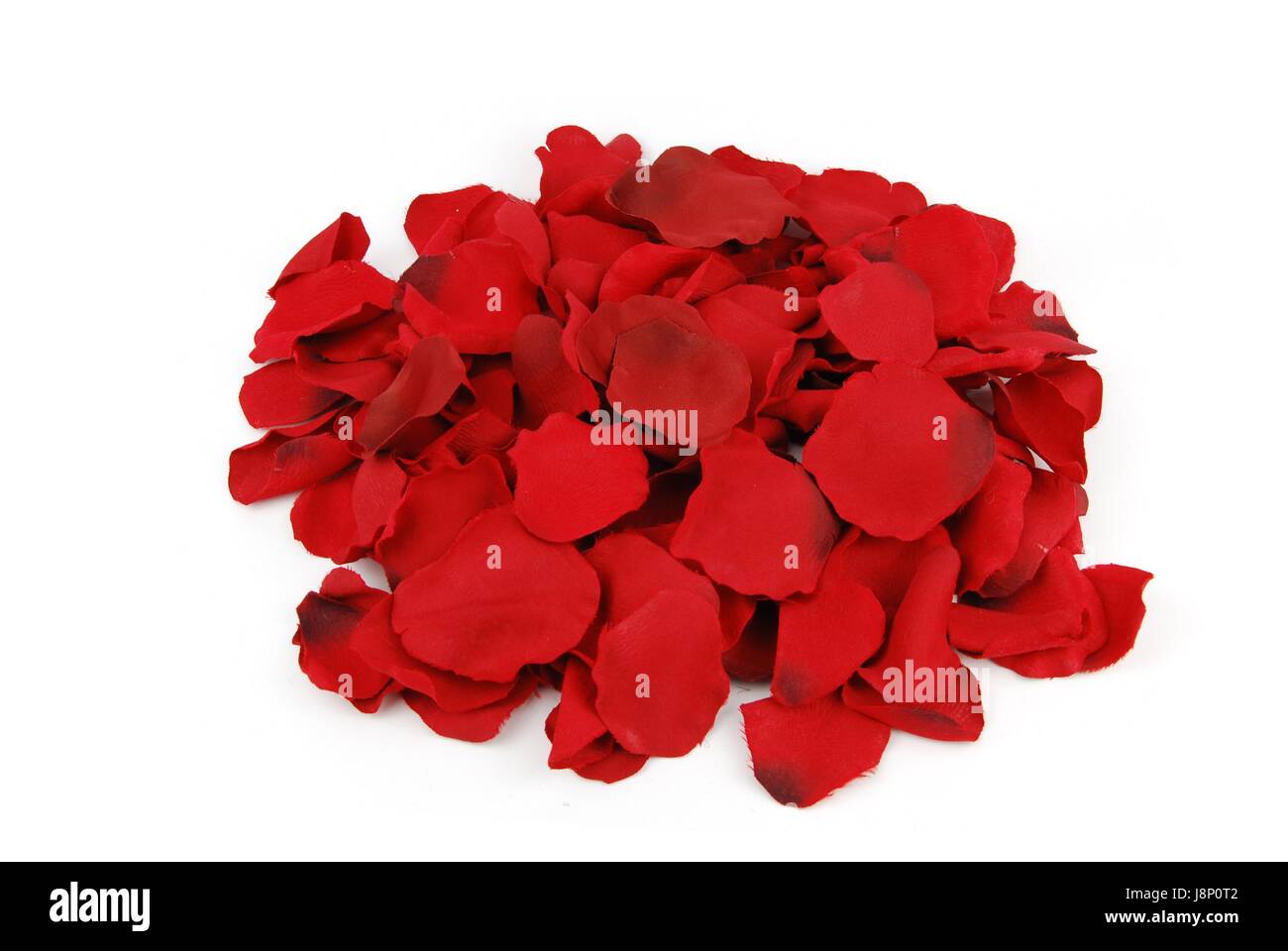 flower, plant, rose, petal, passion, love, in love, fell in love, valentine, Stock Photo