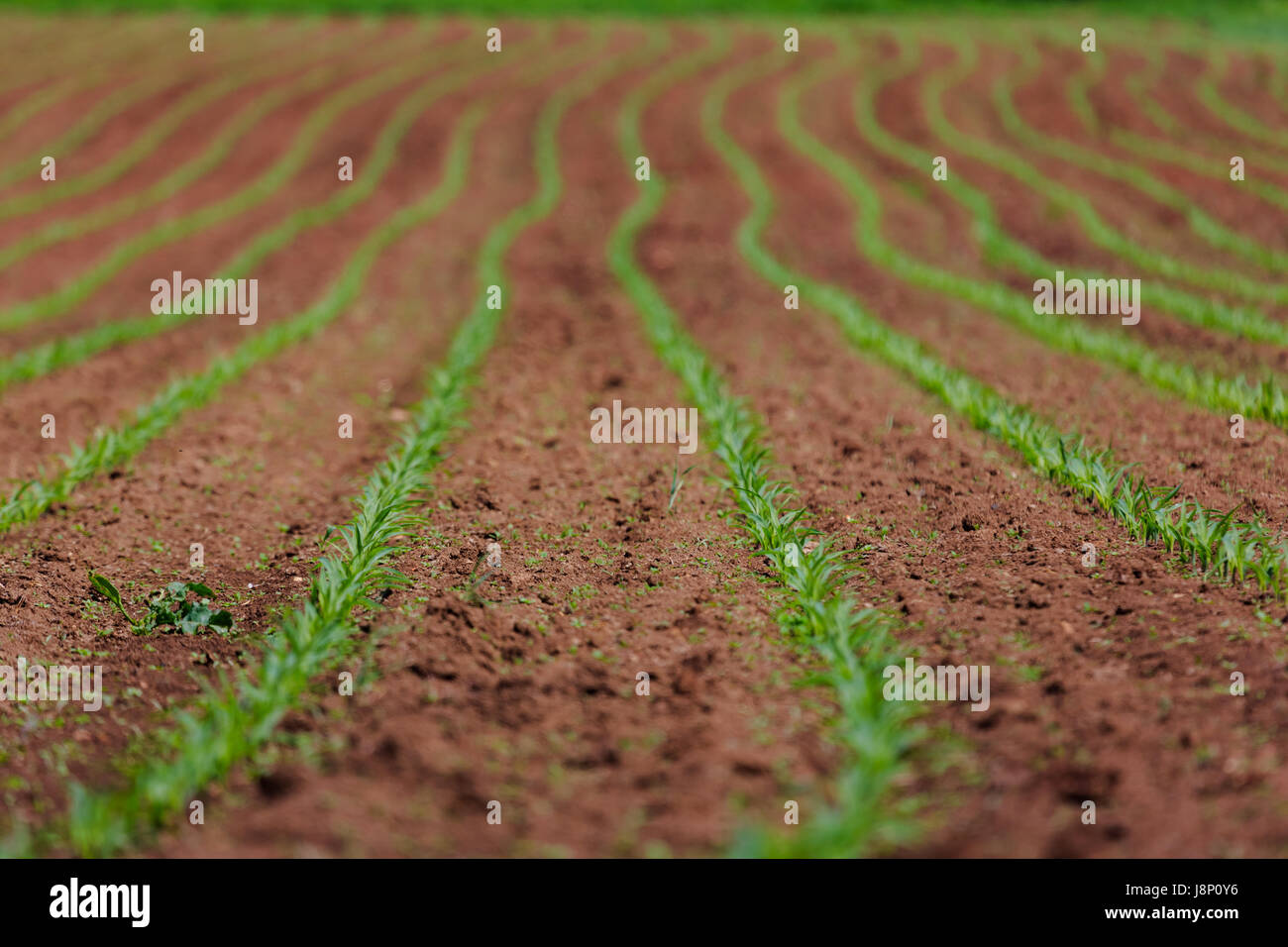 Healthy young corn plants hi-res stock photography and images - Alamy