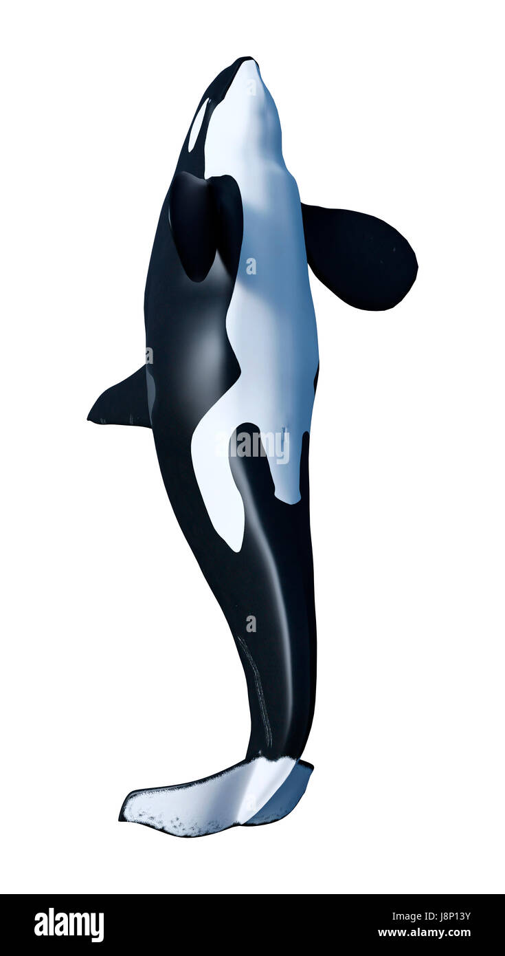 3D rendering of a killer whale or orca or Orcinus orca isolated on ...