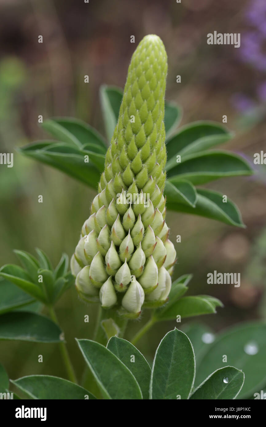 Close up of the bud of the pollinator friendly Lupinus (Lupin) 'Persian Slipper' plant in a British garden, showing the young petals emerging. Stock Photo