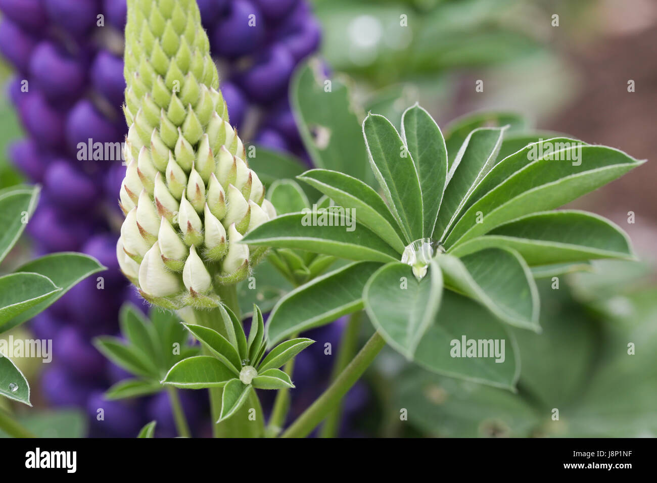 Buds, mature flowers and foliage of the pollinator friendly Lupinus (Lupin) 'Persian Slipper' plant in a British garden, shortly after a rain shower. Stock Photo