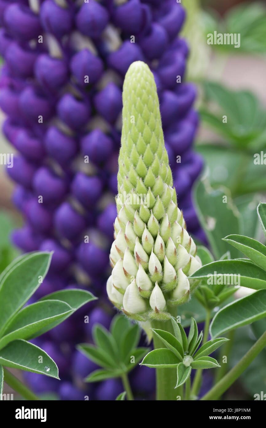 Bud, mature flowers and foliage of the pollinator friendly Lupinus (Lupin) 'Persian Slipper' plant in a British garden, shortly after a rain shower. Stock Photo