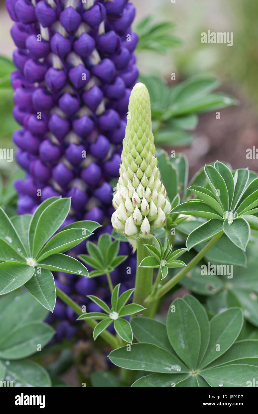 Bud, mature flowers and foliage of the pollinator friendly Lupinus (Lupin) 'Persian Slipper' plant in a British garden, shortly after a rain shower. Stock Photo