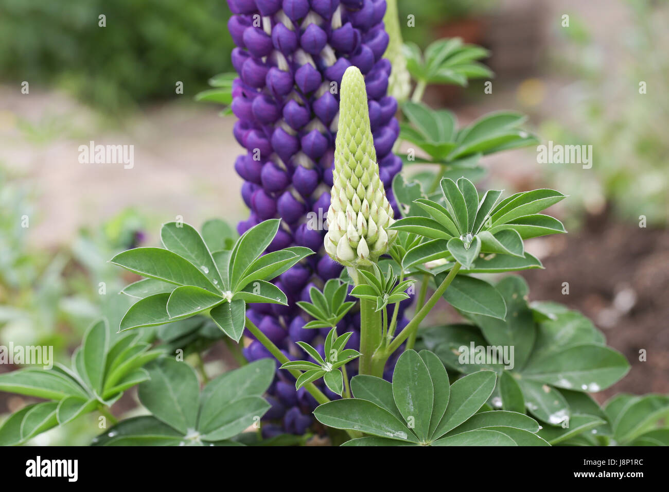Bud, mature flowers and foliage of the pollinator friendly Lupinus (Lupin) 'Persian Slipper' plant in a British garden, shortly after a rain shower. Stock Photo