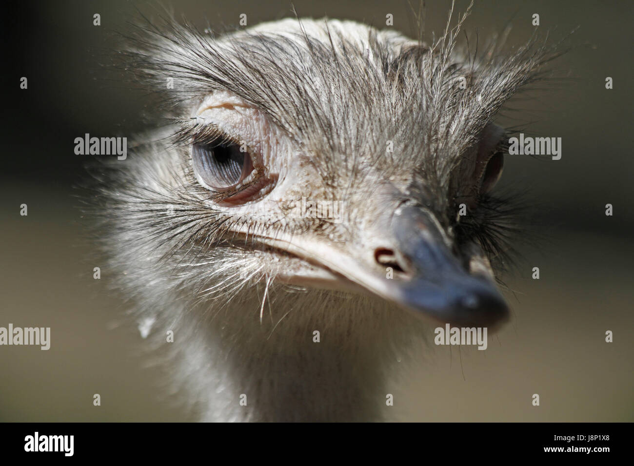 eyes, look, glancing, see, view, looking, peeking, looking at, blue eyed, bird, Stock Photo