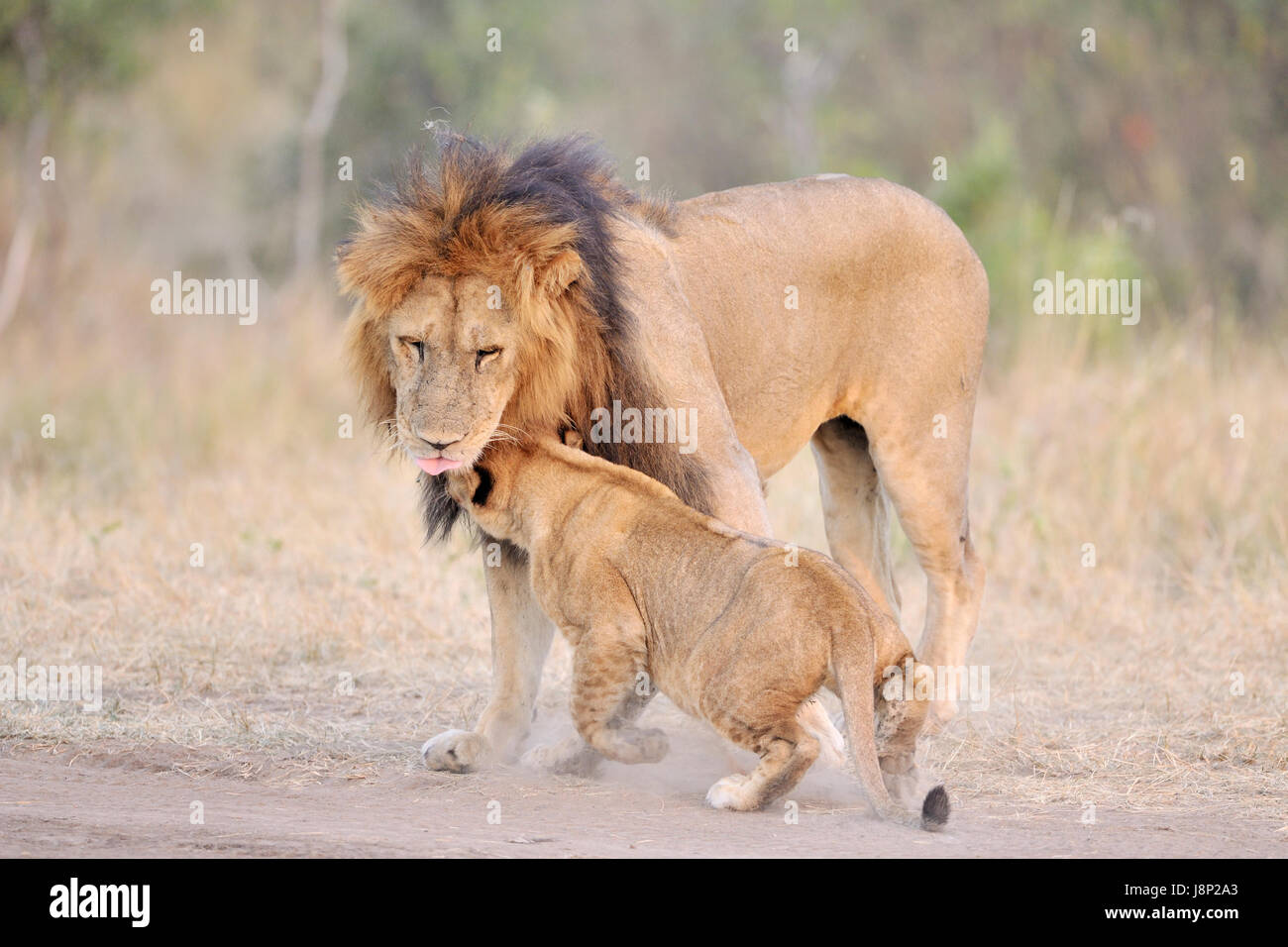 Lion (Panthera leo) cub greeting his father, Serengeti National Park, Tanzania. Stock Photo