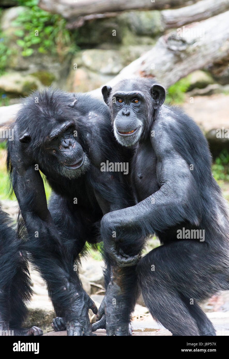 Two old Chimpanzees showing friendship. Stock Photo