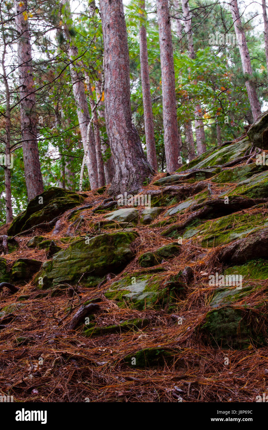 Ecosystem resilience hires stock photography and images Alamy