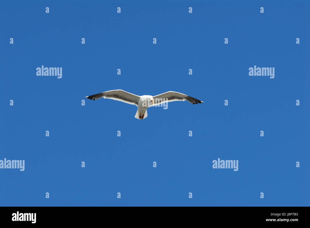 Seagull gull black and white flying flight isolated on a blue sky Stock ...