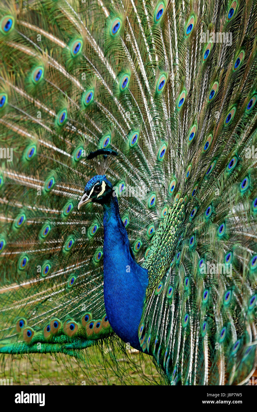 blue, portrait, feathering, peacock, braggarts, to court, flirt, flirting, Stock Photo
