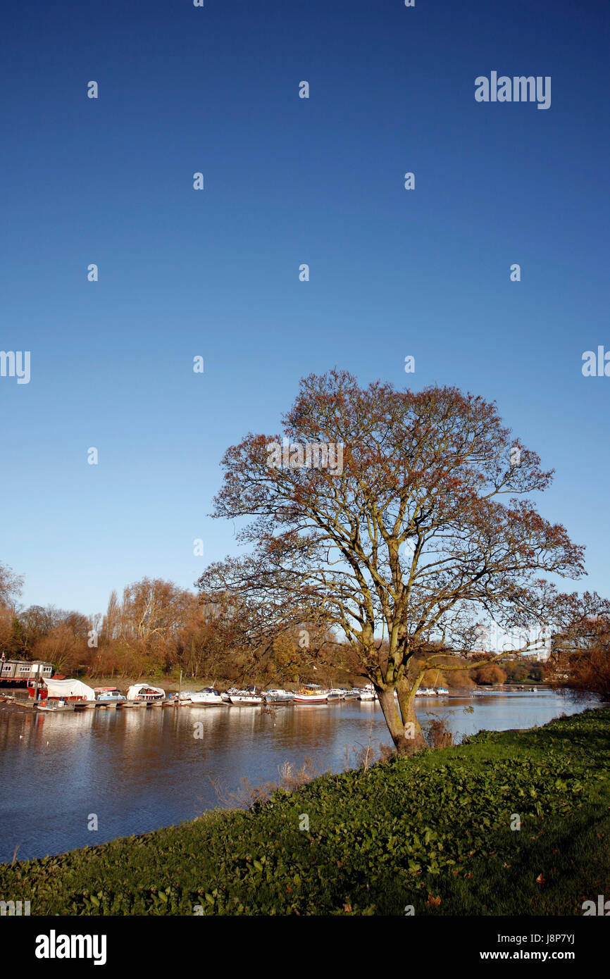 tree, winter, europe, london, england, quiet, country, landscape, scenery, Stock Photo
