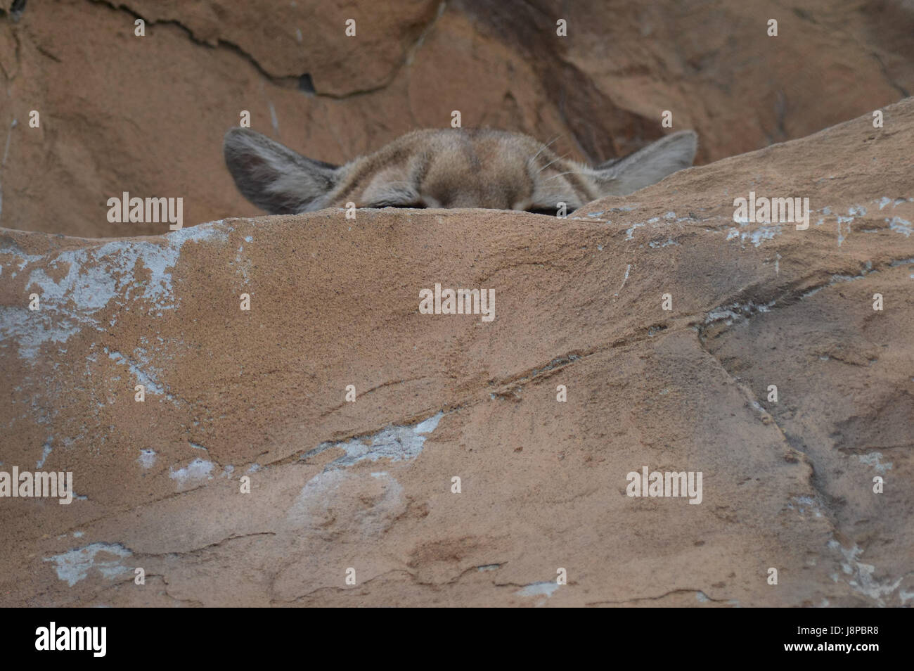Puma hiding hi-res stock photography and images - Alamy