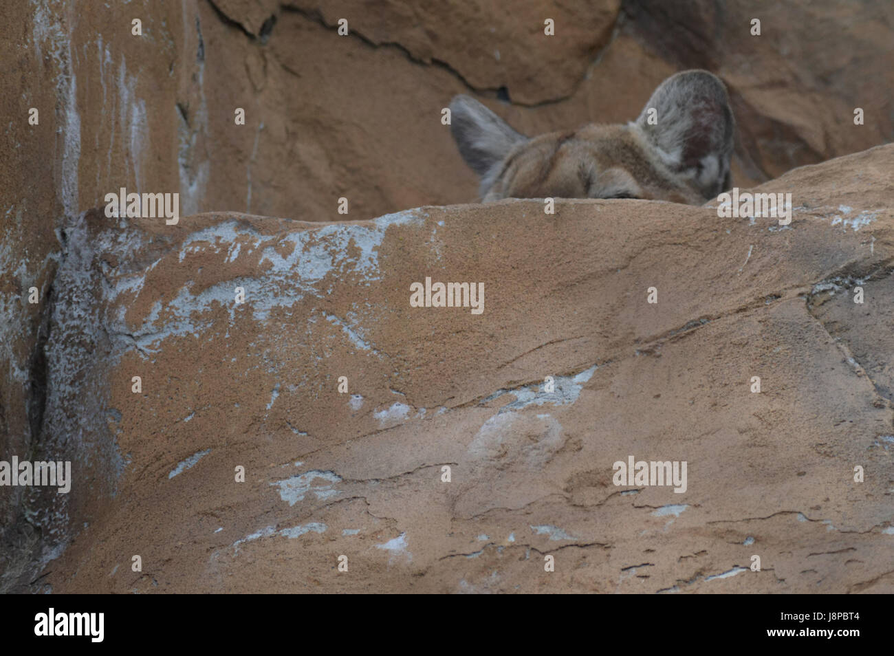 Puma hiding hi-res stock photography and images - Alamy