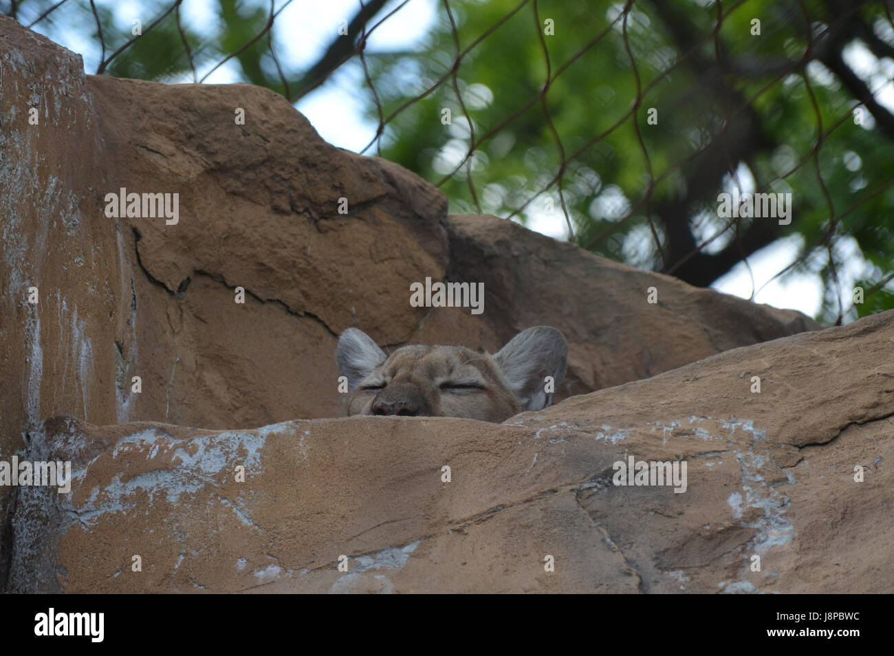 Puma hiding behind a rock Stock Photo - Alamy