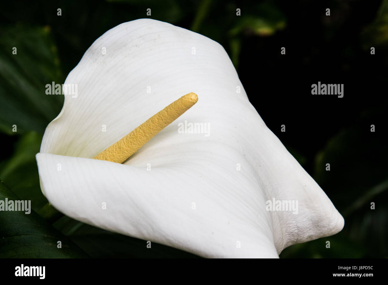 Arum lily, Zantedeschia aethiopica Stock Photo