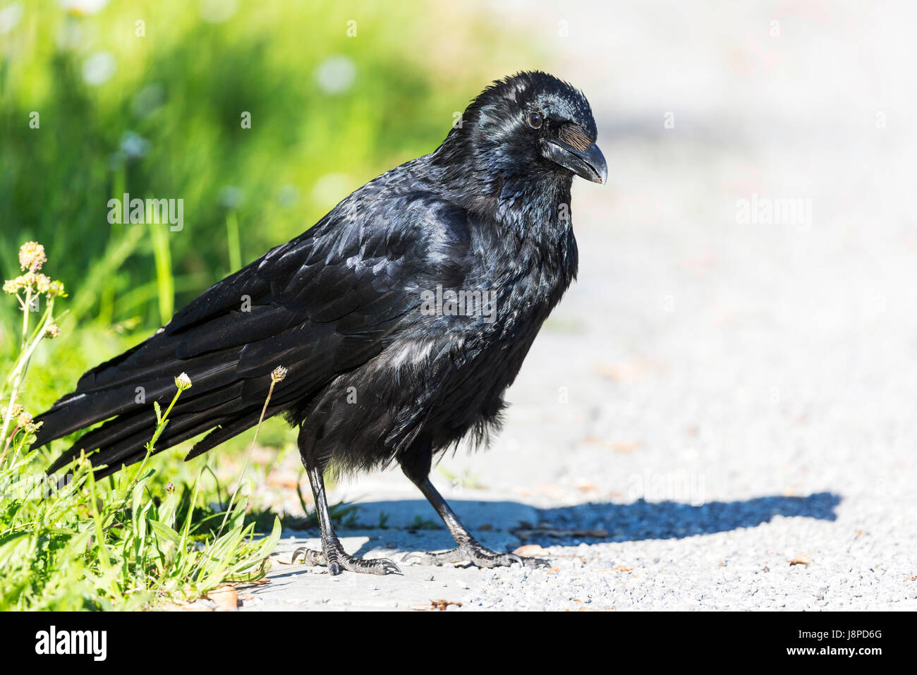 Raven (Corvus corax).    [  © (c) Arnulf Hettrich / Fnoxx - Veroeffentlichung nur gegen Honorar, Urheberverme Stock Photo