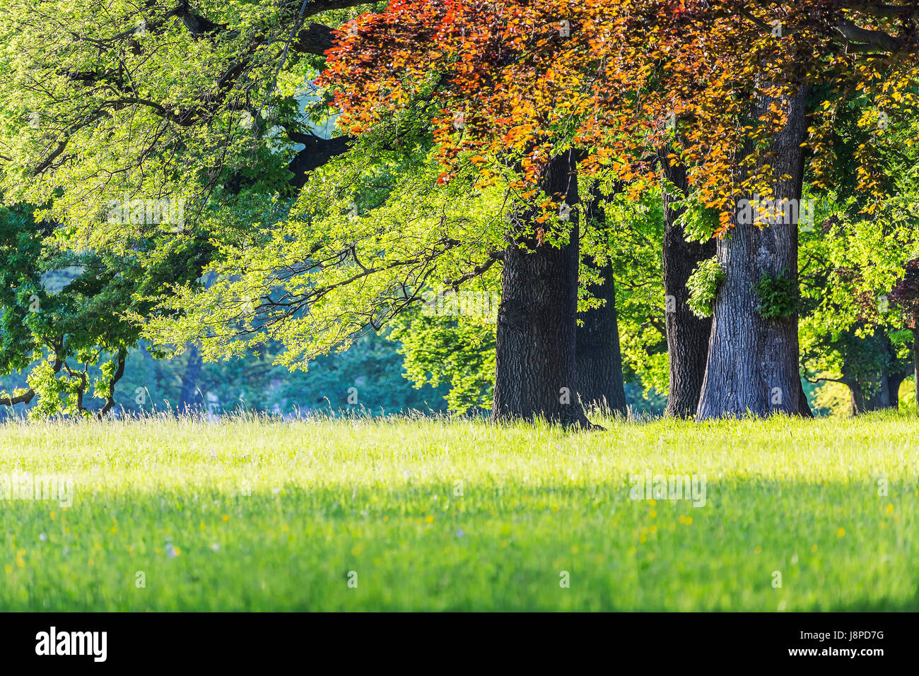 DEU; Deutschland, Stuttgart, 17.04.2017: Old trees in the Rosensteinpark of Stuttgart.   [  © (c) Arnulf Hettrich / Fnoxx - Veroeffentlichung nur gege Stock Photo