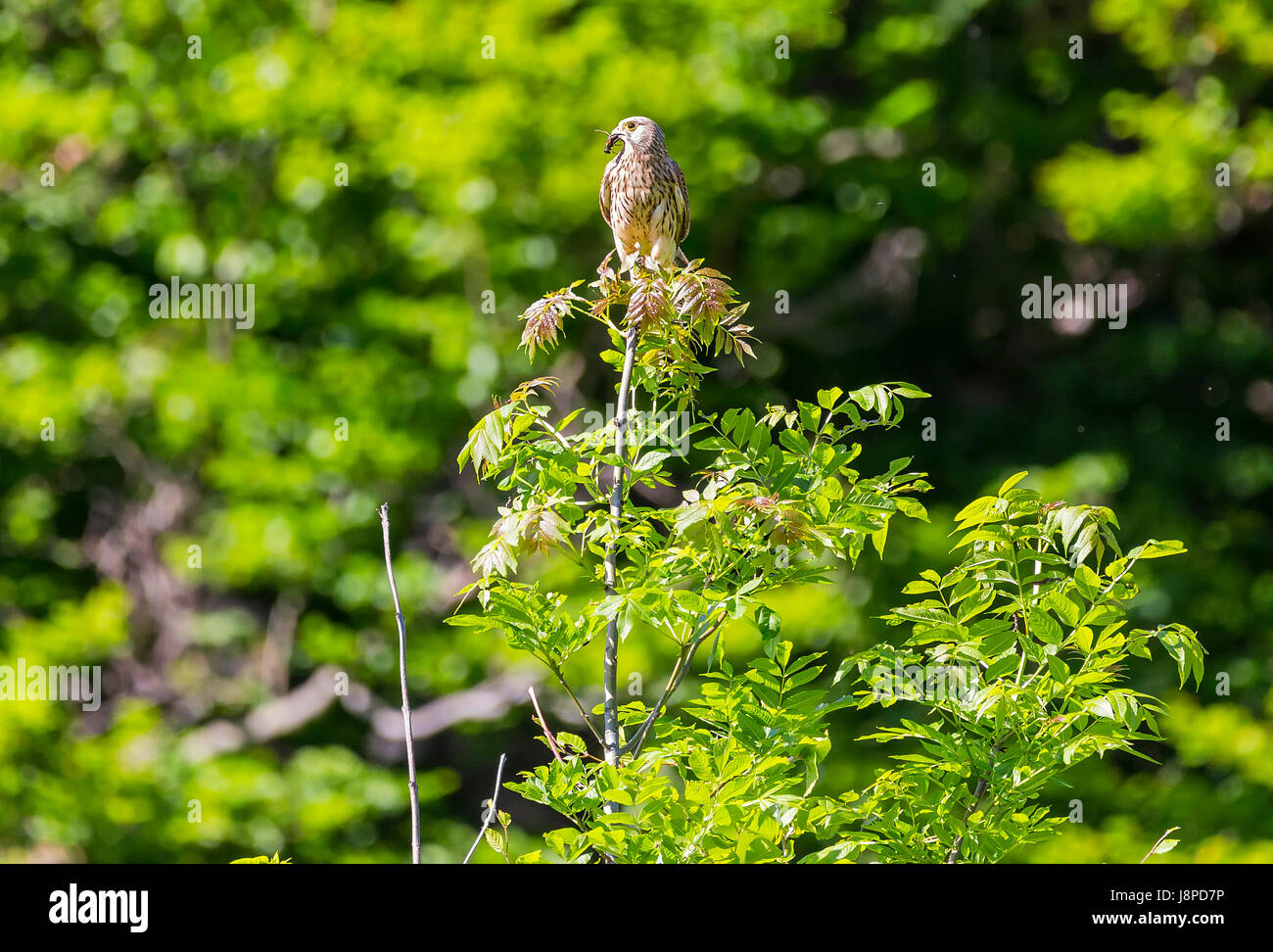 Falcon (Falco tinnunculus) sitting on a tree with cockchafer in the beak. Stock Photo