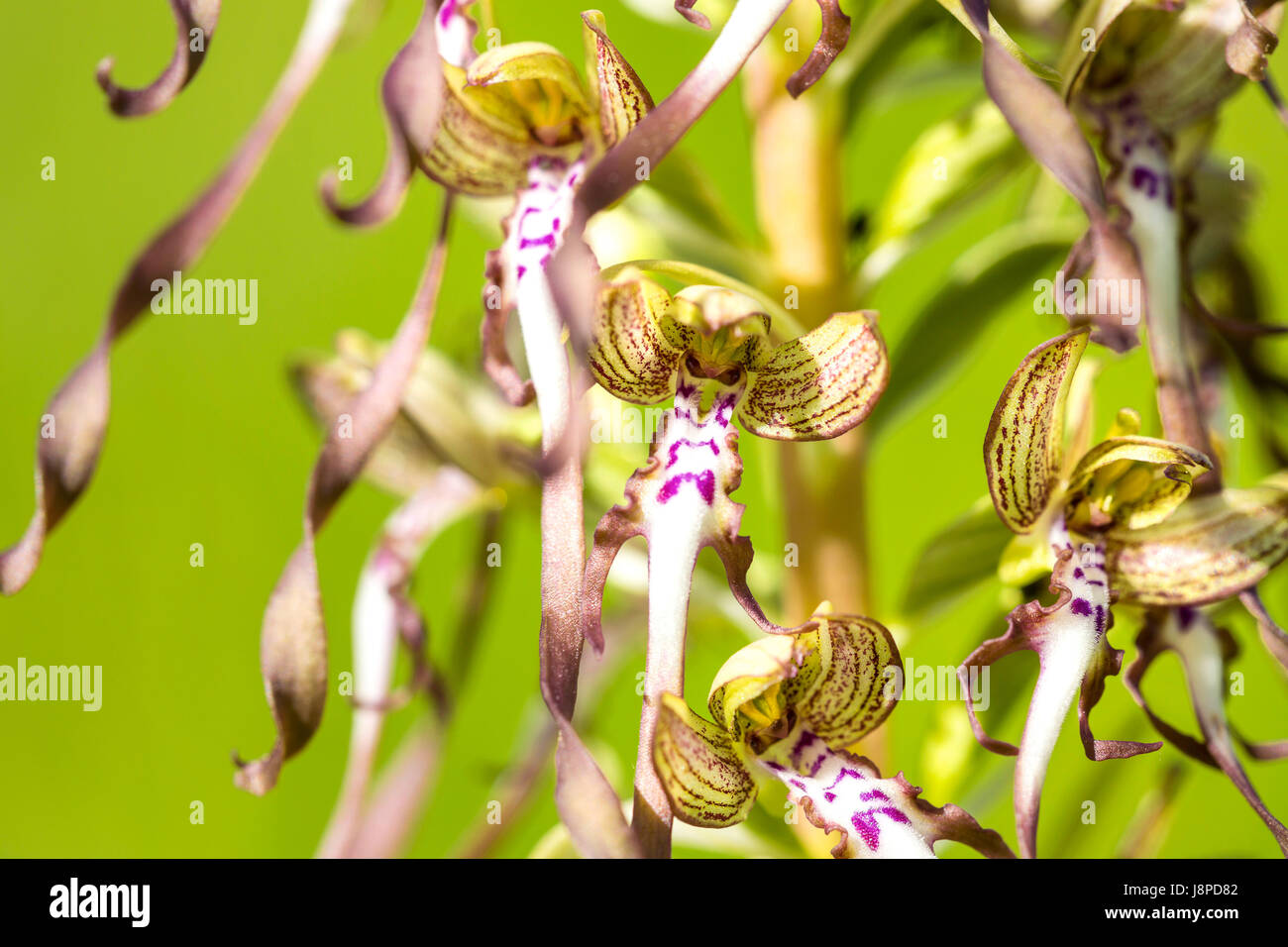 Orchid Bocks-Riemenzunge (Himantoglossum hircinum) on the Swabian Alb. Stock Photo