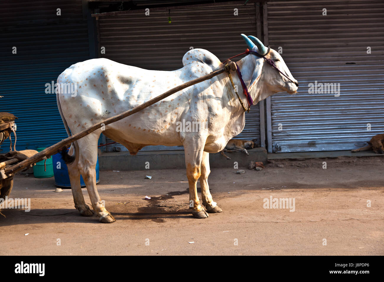 chart, animal, traffic, transportation, india, cow, ox, street, road