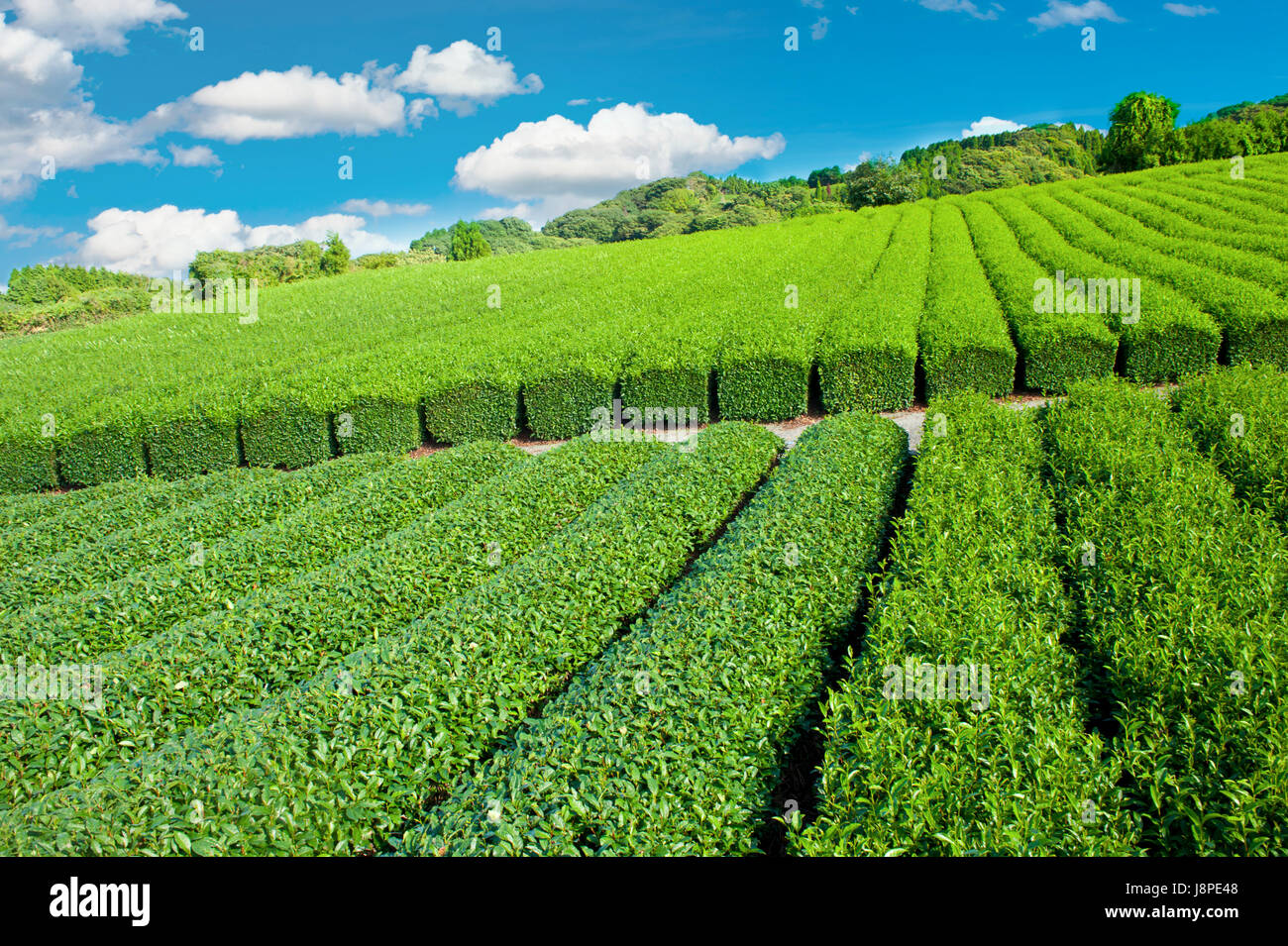 tea, japanese, japan, plantation, blue, tea, hill, mountains, leaves