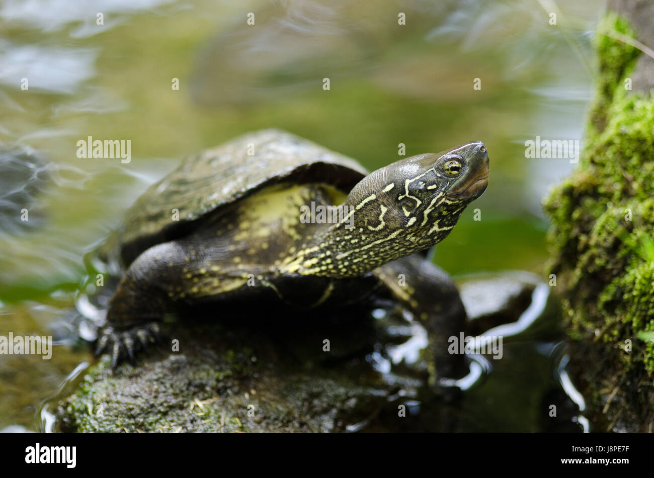 stone, animal, reptile, turtle, water, head, tortoise, macro, close-up, macro Stock Photo