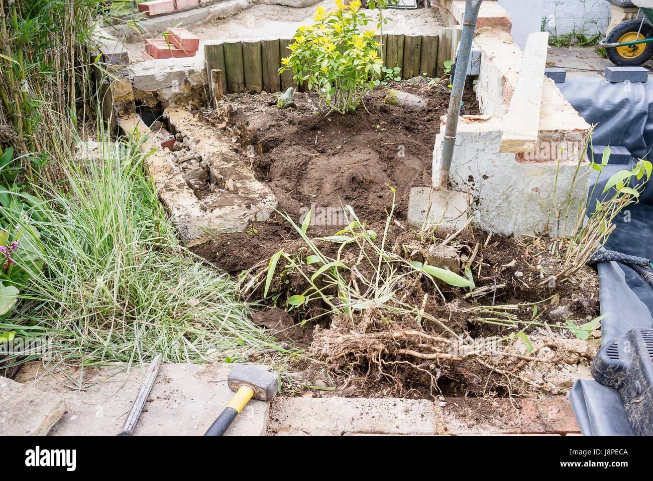Digging out invasive perennial plants while building a new garden water feature Stock Photo