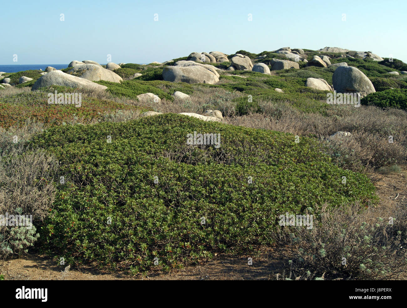 maquis landscape on the cavoli - nature reserve Stock Photo