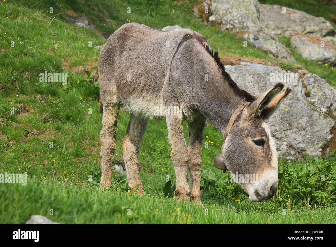 a donkey eating in the grass Stock Photo - Alamy