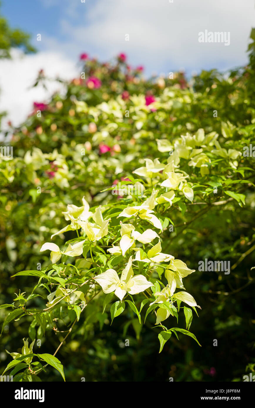 Creamy white bracts show on Cornus Ruth Ellen in an English garden in May Stock Photo