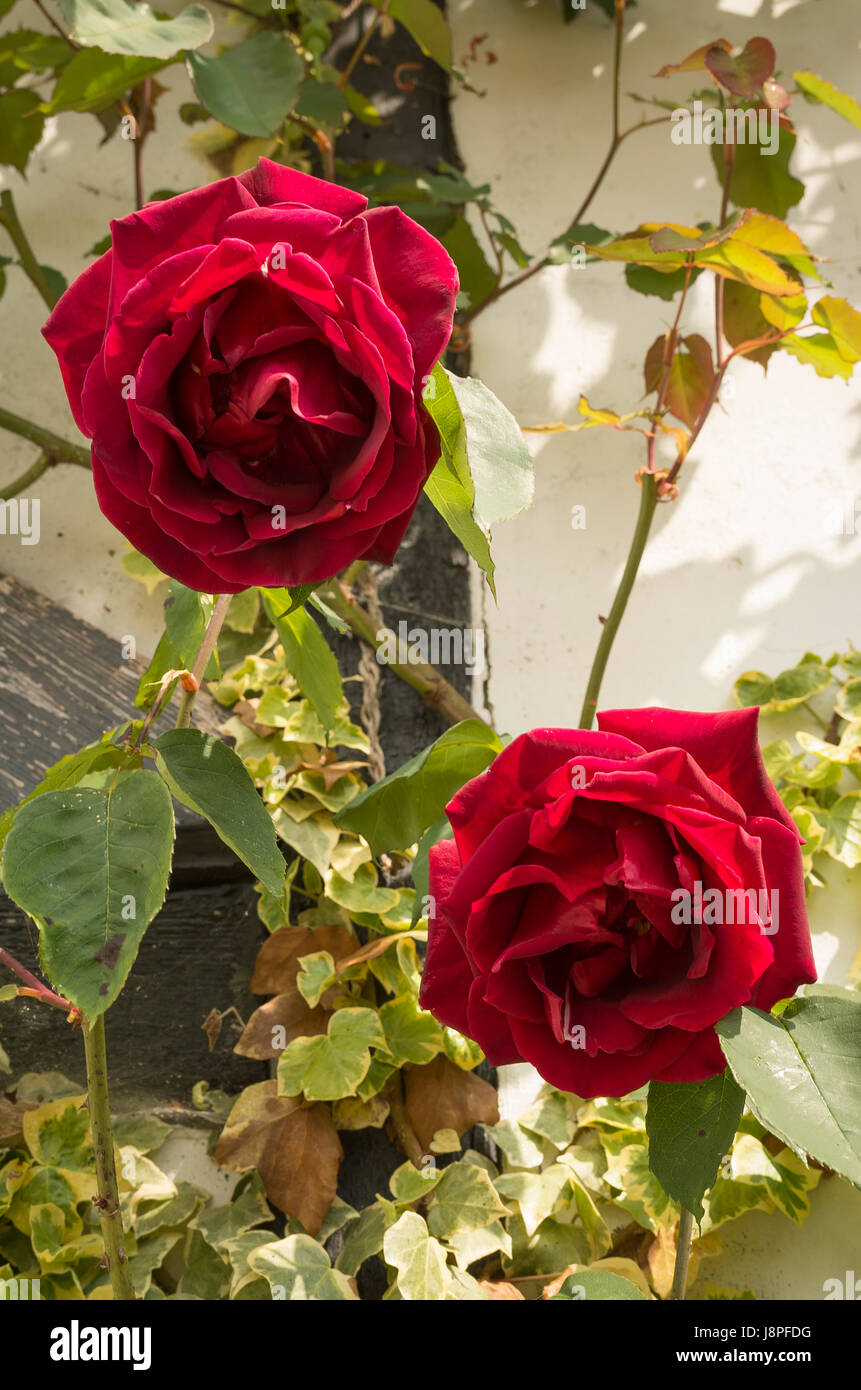 Two beautiful red roses growing on a climbing Rosa Etoile de Hollande in early May in England UK Stock Photo