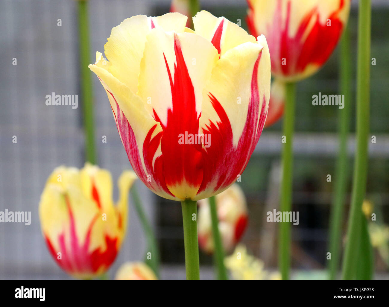 Orange and pale yellow tulips Stock Photo - Alamy