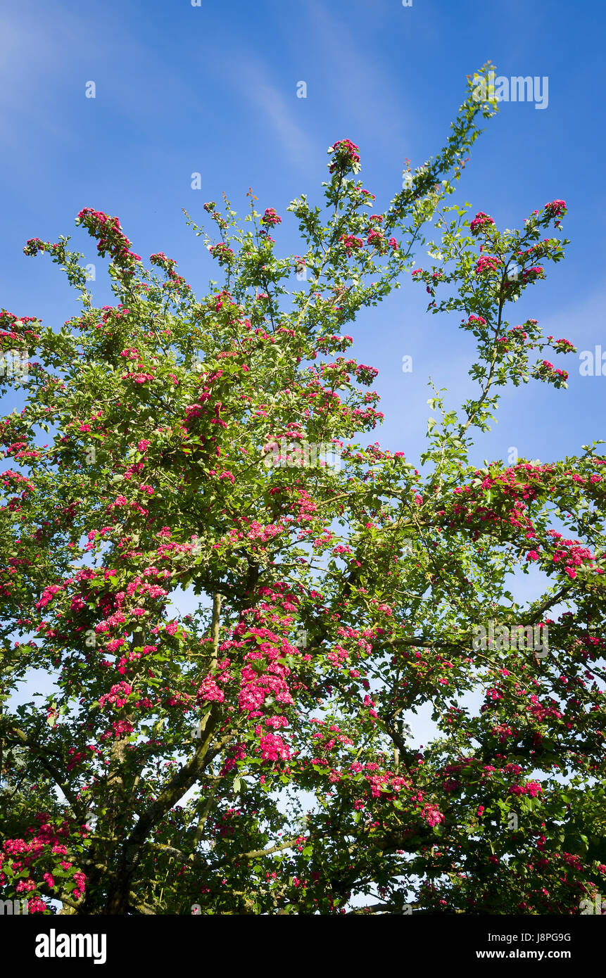 A flowering ornamental hawthorn Crataegus Paul's Scarlet tree in Spring Stock Photo