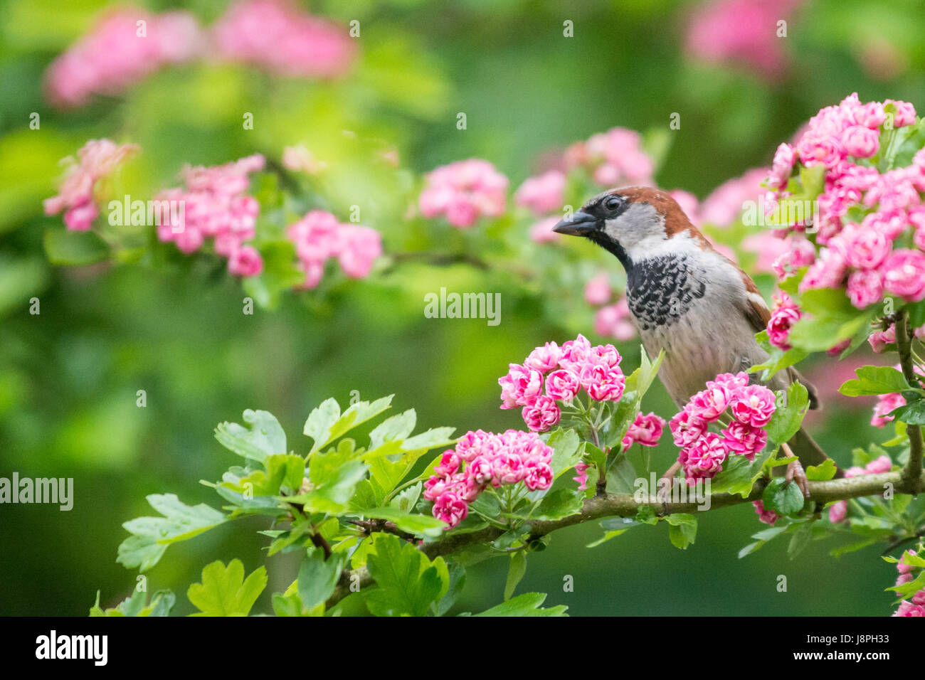 House Sparrow Passer domesticus male in spring blossom of double pink hawthorn Stock Photo